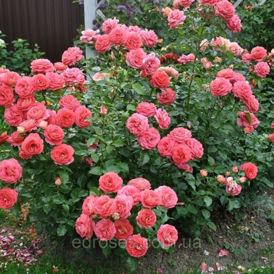 Зоммерзонне Sommersonne роза