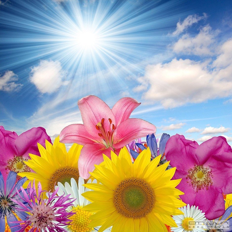 Красивые цветы на солнце