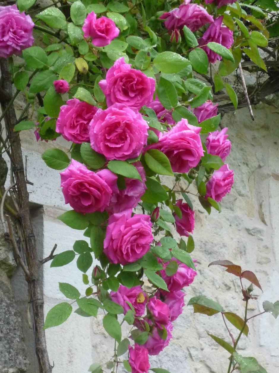 Роза плетистая Пьер де Ронсар