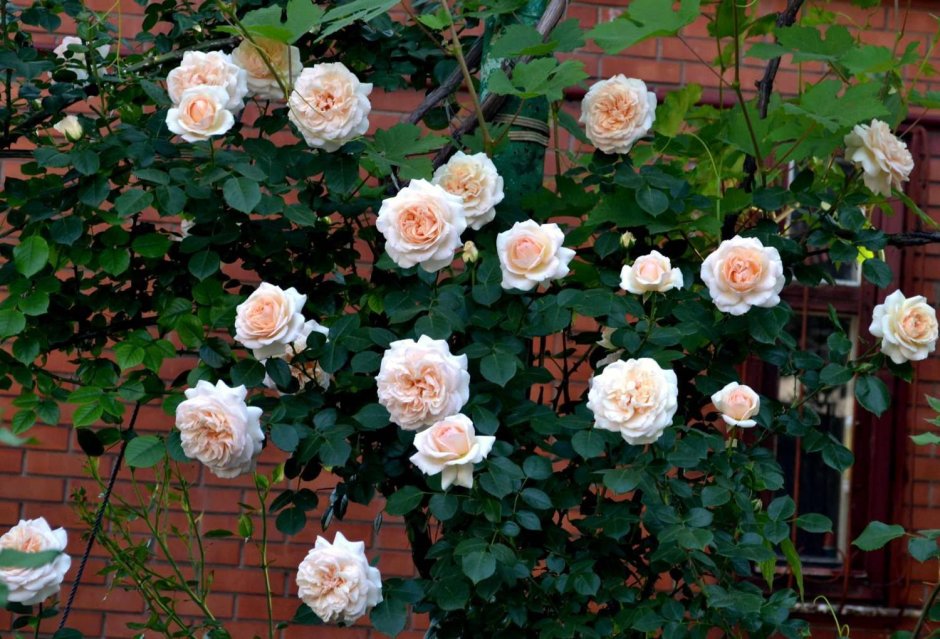 Плетистые розы галерея Берсо