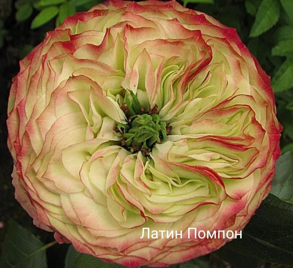 Latin pompon роза