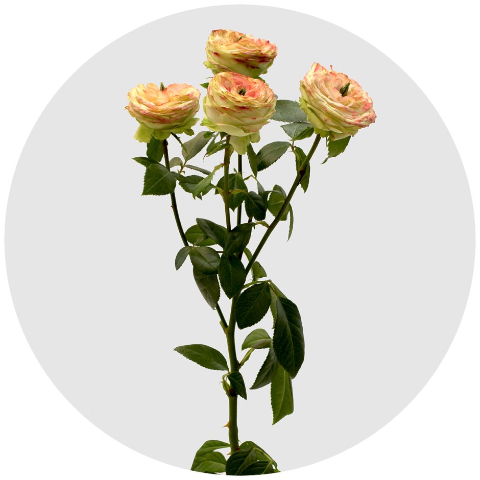 Эквадорская пионовидная роза