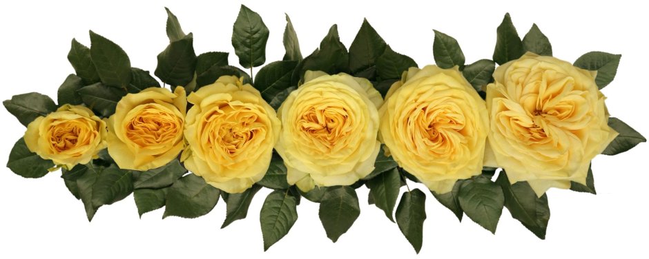 Малиновые пионовидные розы
