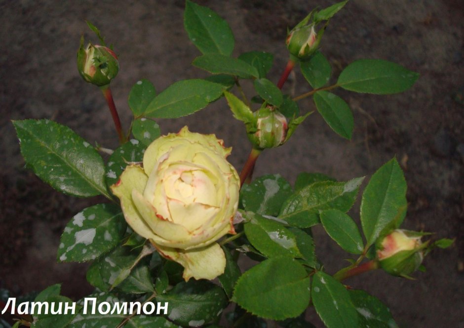 Сорт розы Латин помпон