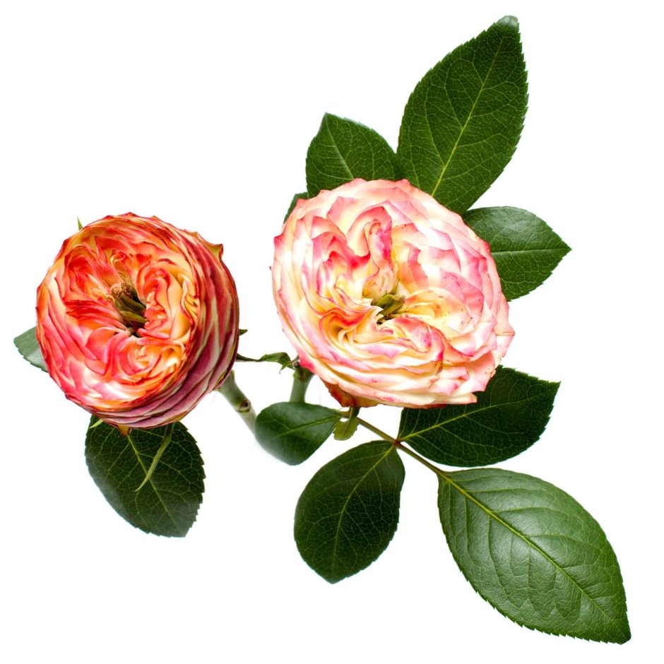 Роза флорибунда Латин помпон