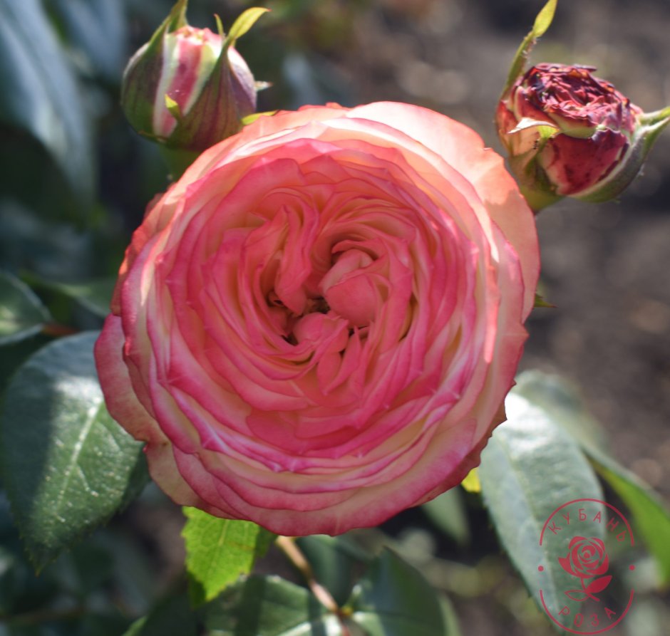 Роза латина (Latina)