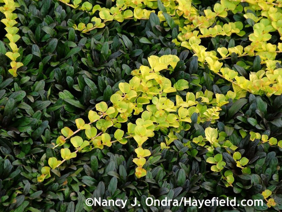 Lysimachia nummularia Green