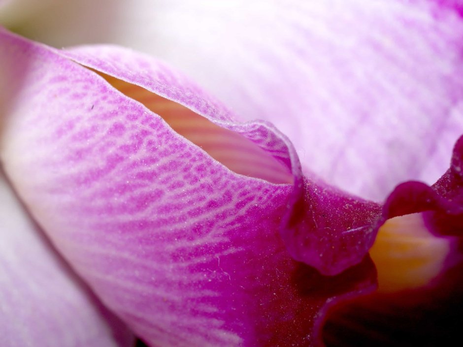Орхидея макро