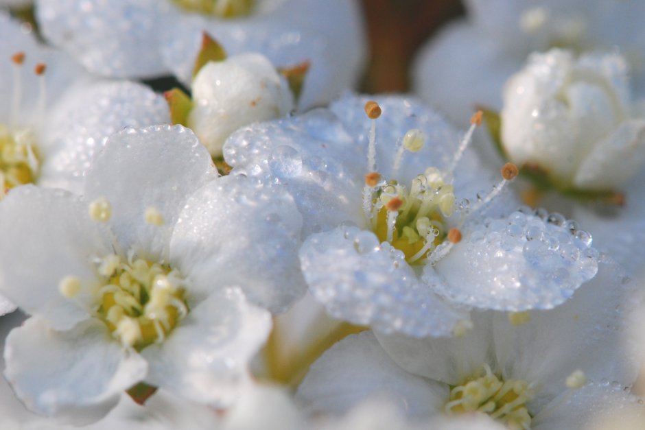Белые цветы Макросъемка