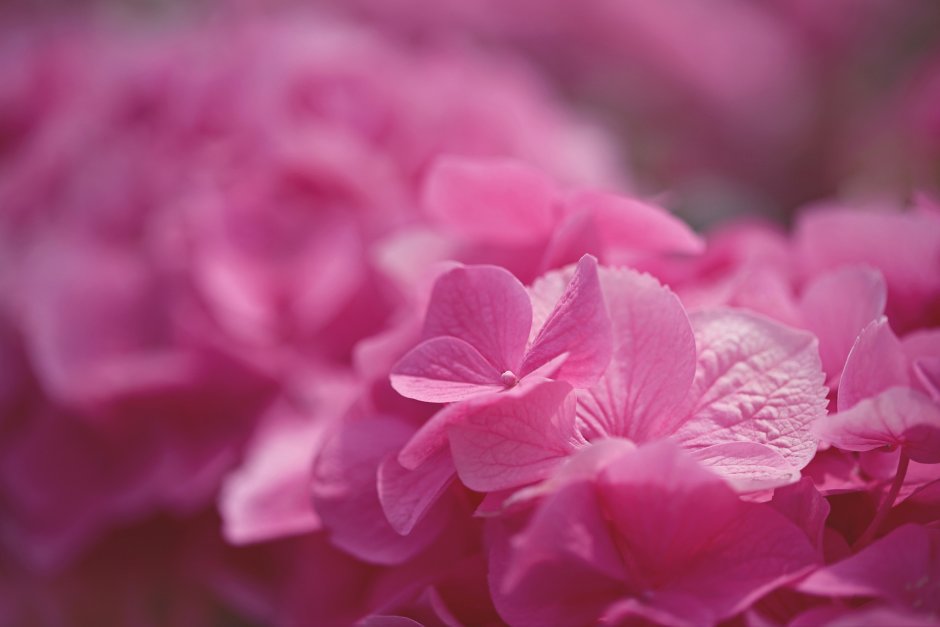 Розовые цветы макро