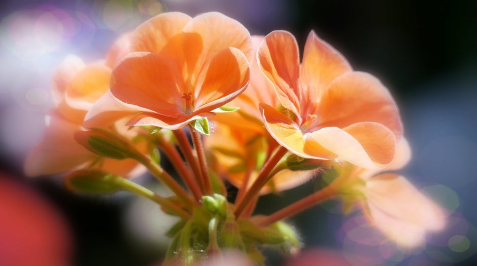 Бледно оранжевые цветы
