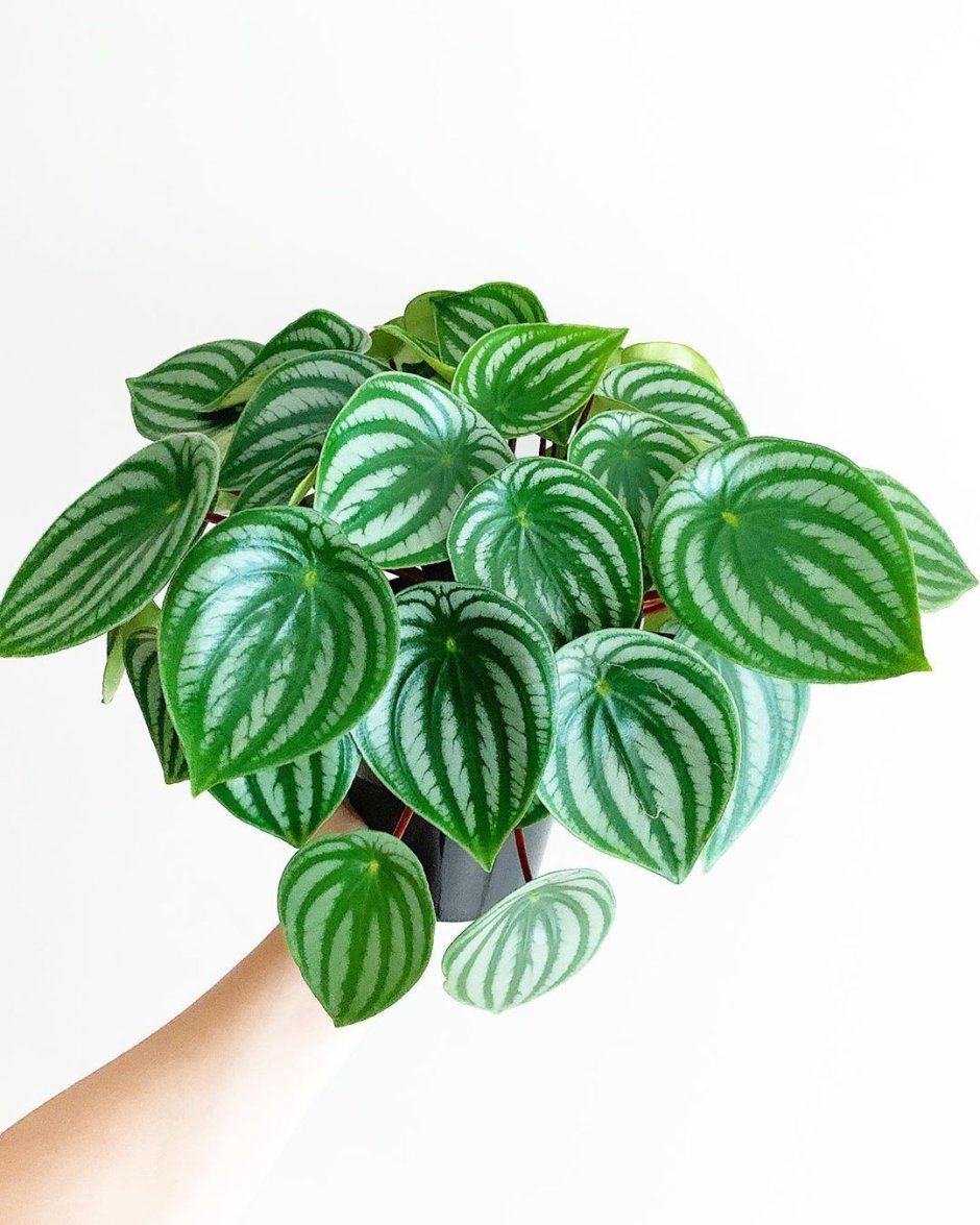 Пеперомия houseplants