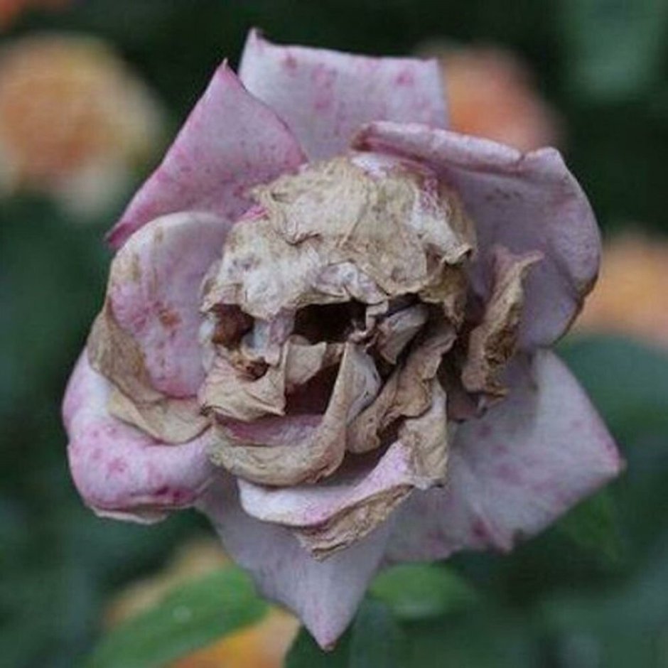 Ядовитая роза
