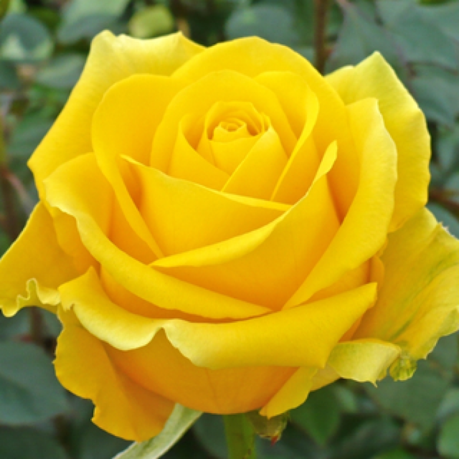 Роза чайно-гибридная Керн