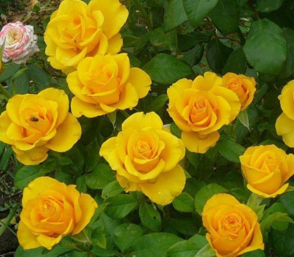 Роза чайно-гибридная керио желтая
