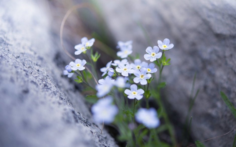 Гипсофила Gypsophila repens