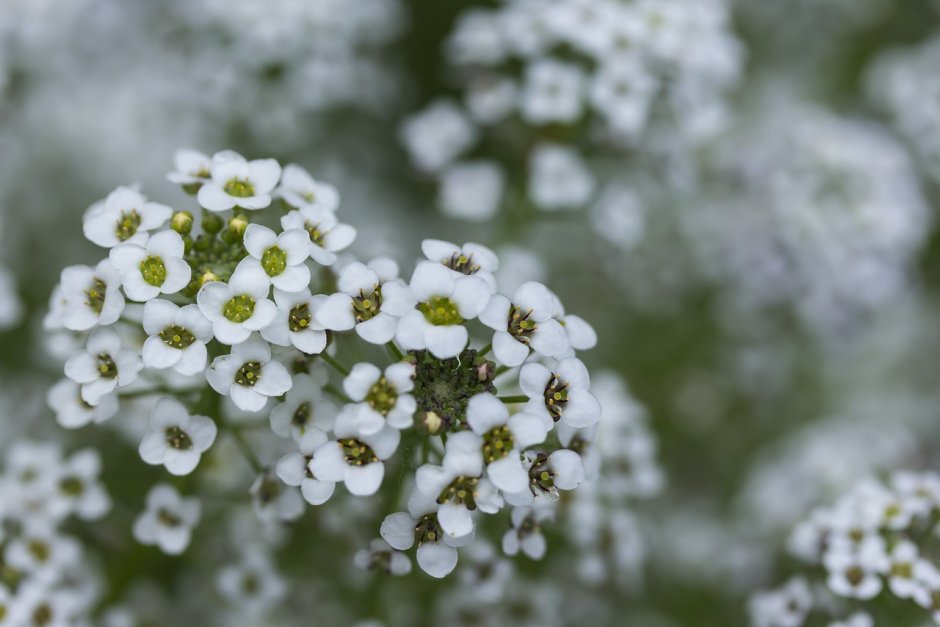 Маленькие белые цветочки