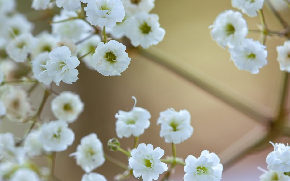 Ranunculus aconitifolius