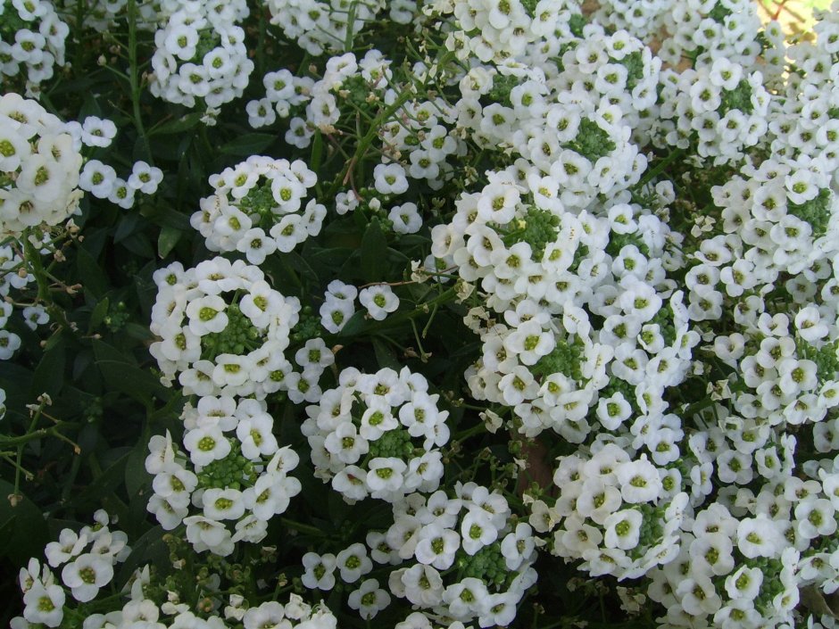 Маленькие белые цветы цветущие в начале лета