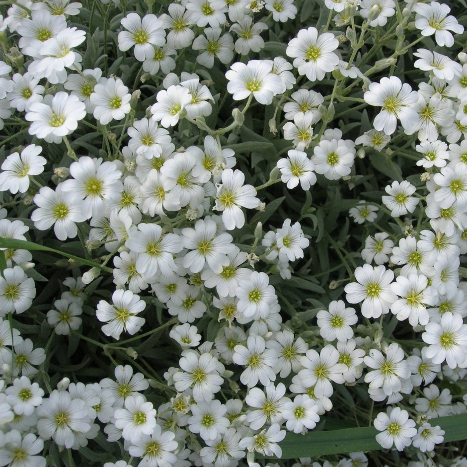 Цветок высокий с мелкими белыми цветами на м
