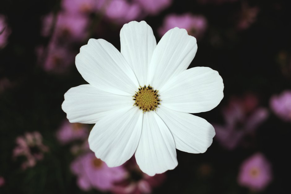 Маленькие белые цветочки