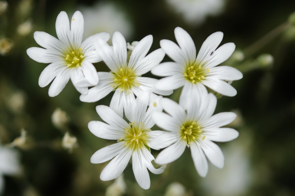 Весенние цветы мелкие белые