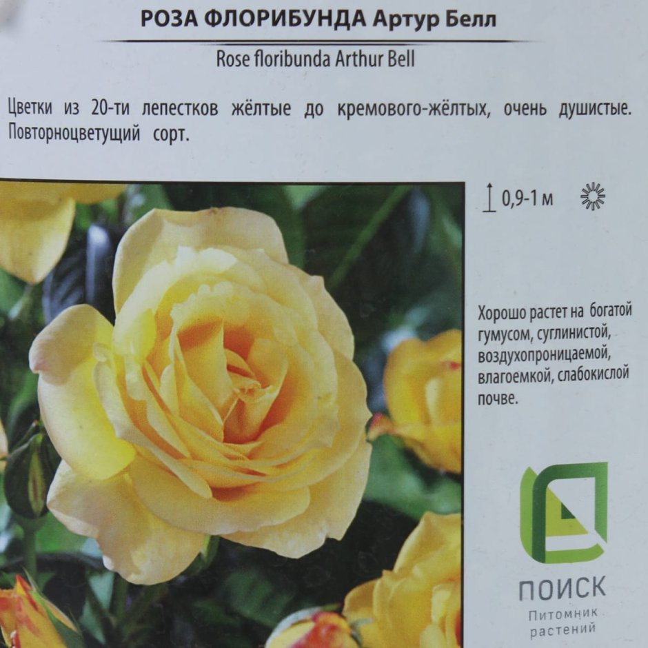 Роза флорибунда тиара