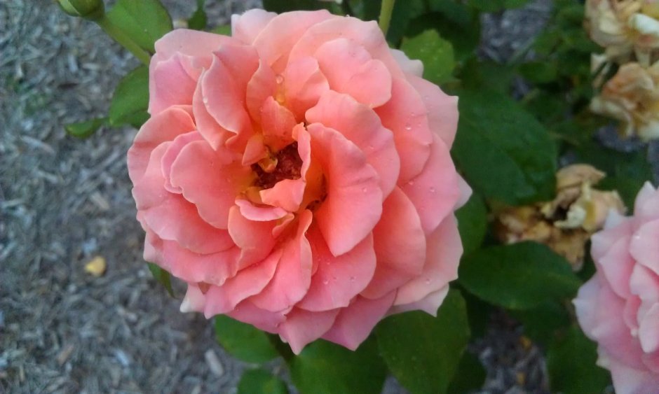 Роза диадем флорибунда