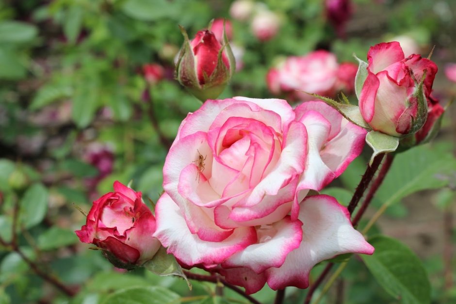 Роза флорибунда Rosenfee