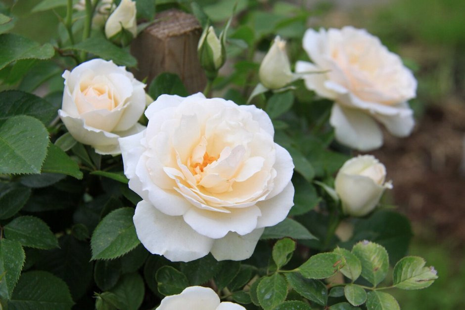 Роза флорибунда Женстар