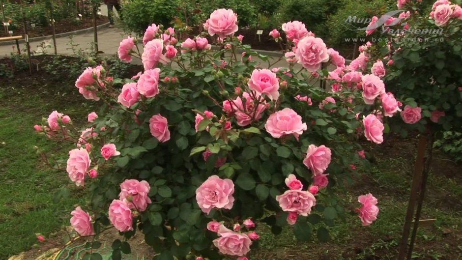 Роза флорибунда Гартентрауме