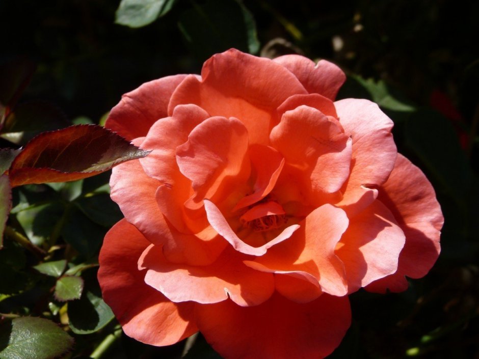 Роза Баллада флорибунда