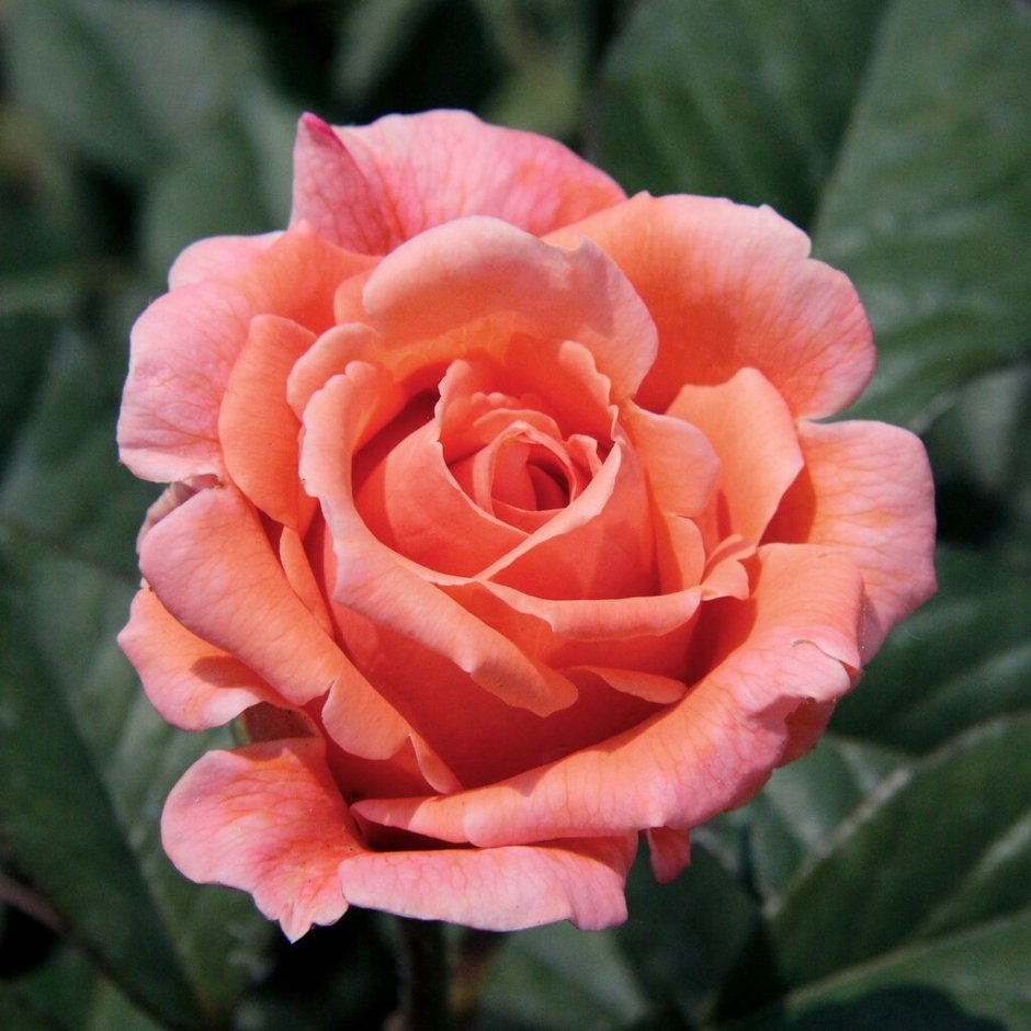 Сюзанна Тамаро чайно-гибридная роза
