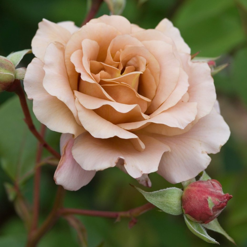 Роза чайно-гибридная Сусанна
