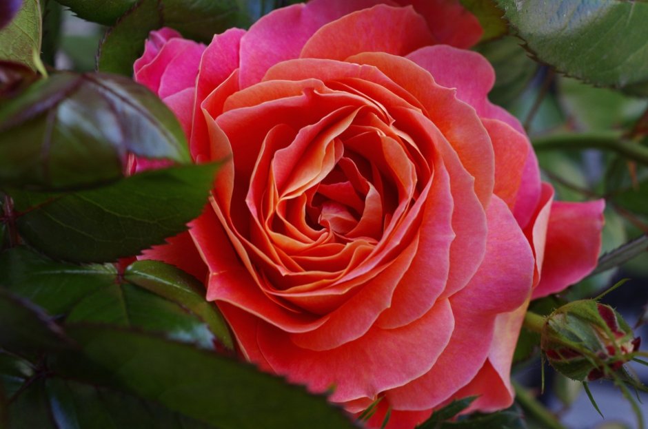 Фольклор Folklore роза