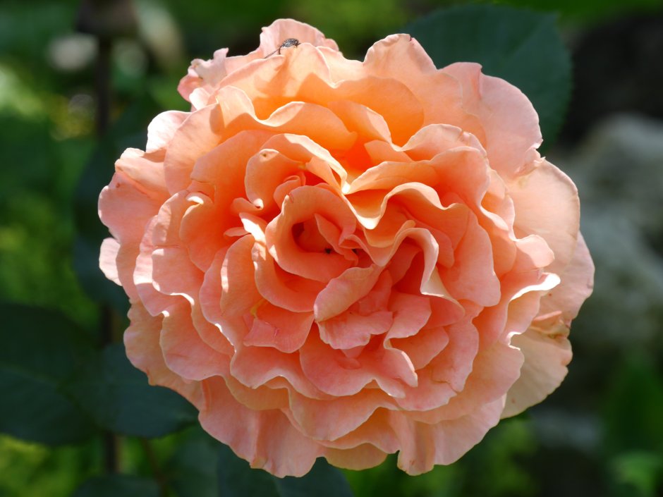 Роза чайно-гибридная Сусанна