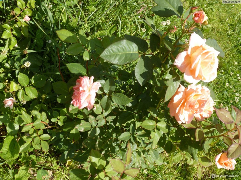 Роза шокинг Версилия чайно-гибридная