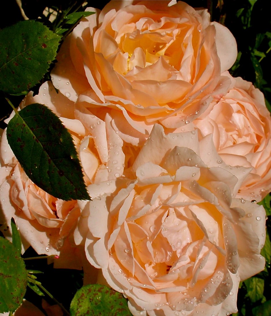 Susanna Tamaro роза