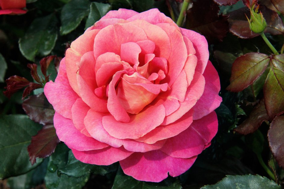 Роза чайно-гибридная розовая "Сусанна"