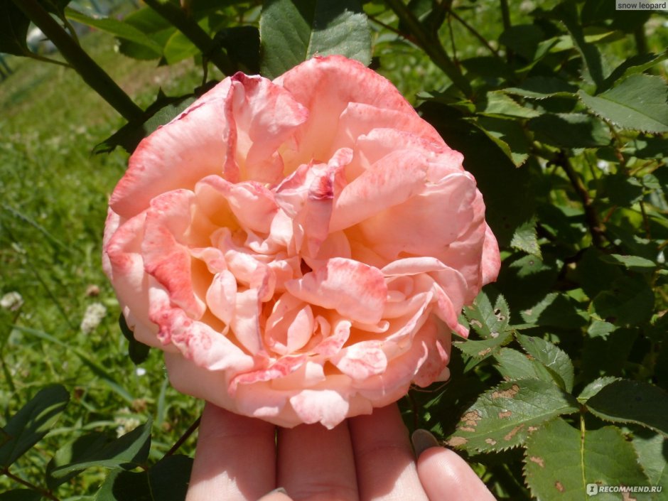 Галльская роза тамарароза