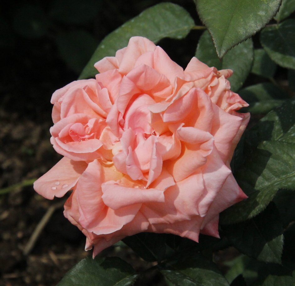 Сюзанна Тамаро чайно-гибридная роза