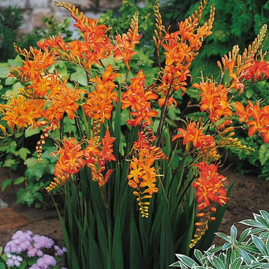 Крокосмия Crocosmia Carmine Brilliant