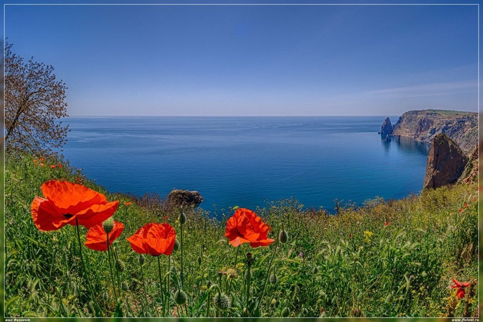 Полевые цветы Крыма