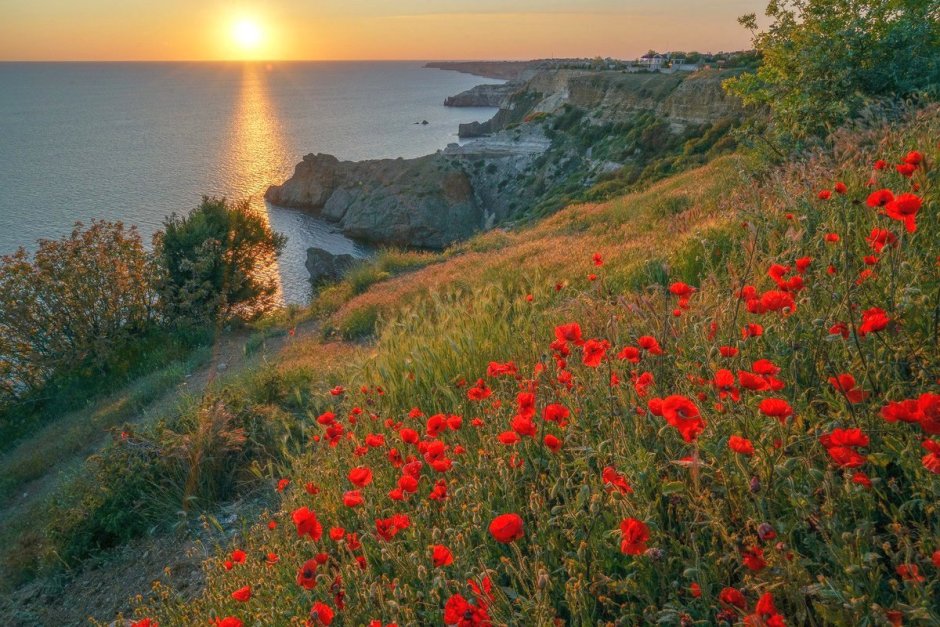 Цветок сон травы в Крыму