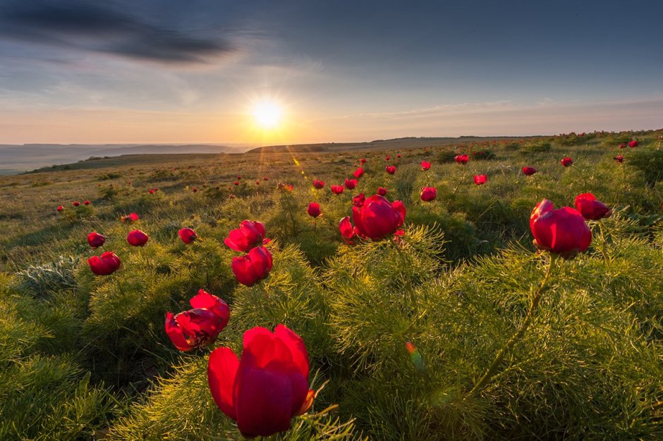 Эндемические растения Крыма