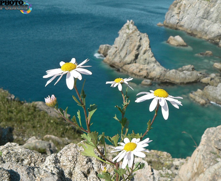 Дикие весенние цветы в Крыму