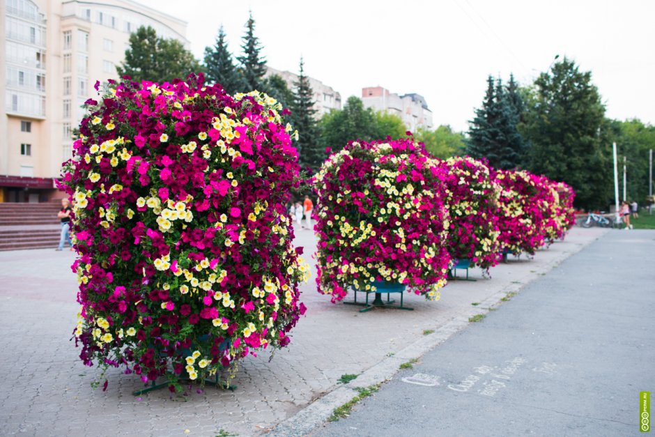 Петуниевое дерево