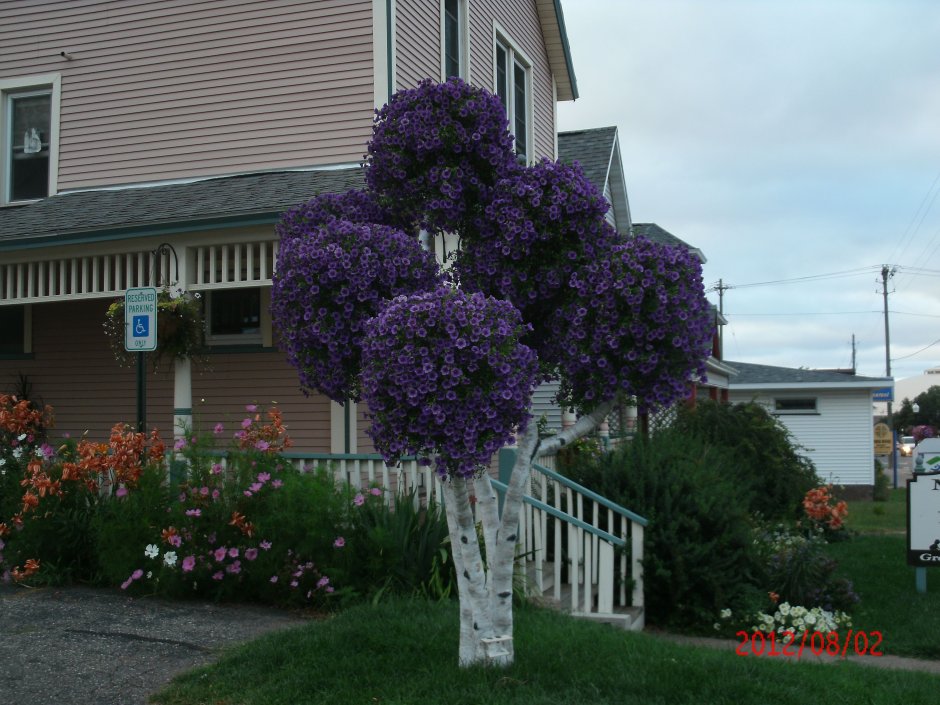 Петуния сурфиния Compact Purple Vein