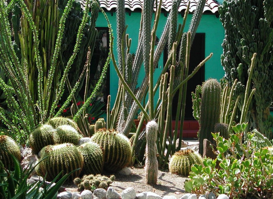 Кактусы Перу в ландшафте