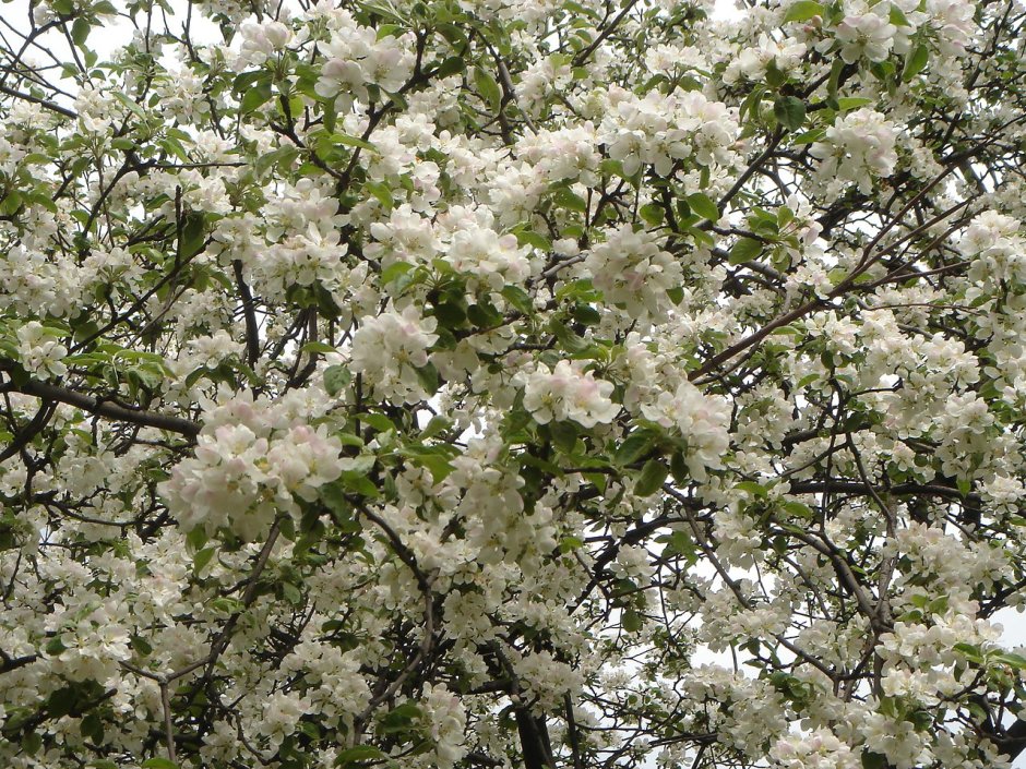 Яблоня с белыми цветами
